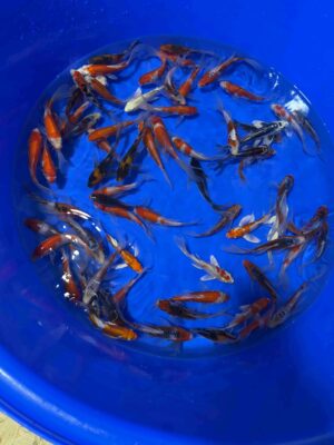 Japan Koi Butterfly Lenz Koi