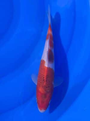 Japan Koi Goromo Lenz Koi