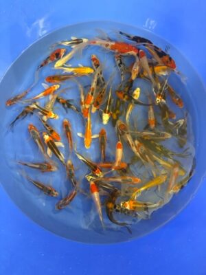 Japan Koi Butterfly Lenz Koi