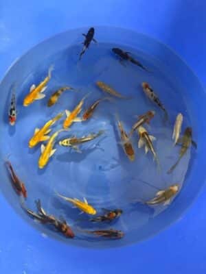 Japan Koi Butterfly Mix Lenz Koi