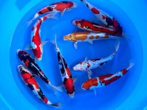 Japan Koi Doitsu Mix Lenz Koi
