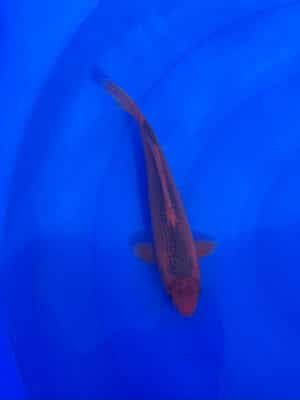 Japan Koi Kin Matsuba Lenz Koi