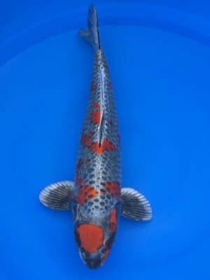 Japan Koi Beni Ginga Lenz Koi