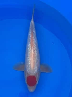 Japan Koi Ginrin Tancho Kohaku Lenz Koi