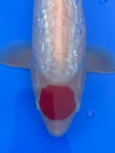 Japan Koi Ginrin Tancho Kohaku Lenz Koi
