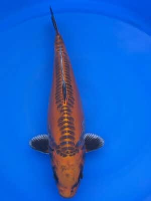 Japan Koi Kikokuryu Lenz Koi