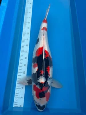 Japan Koi Kindai Showa Lenz Koi