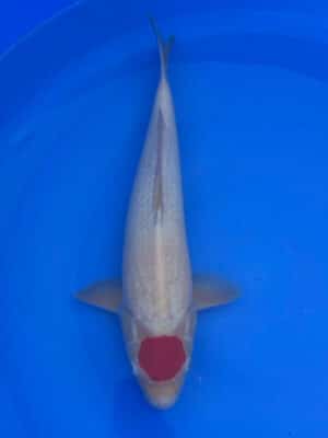 Japan Koi Tancho Kohaku Lenz Koi