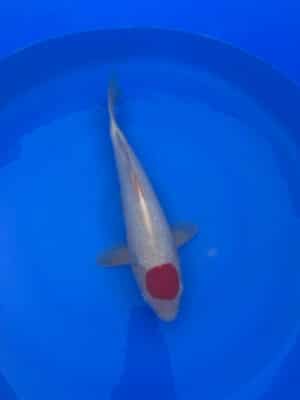Japan Koi Tancho Kohaku Lenz Koi