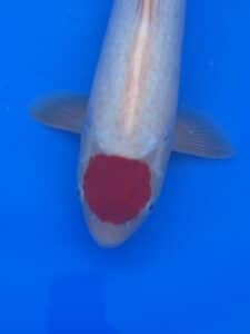 Japan Koi Tancho Kohaku Lenz Koi