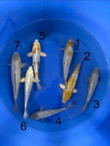 Japan Koi Kogane Ochiba/ Ochiba/ Soragoi Lenz Koi