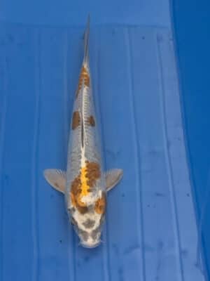 Japan Koi Kogane Ochiba Lenz Koi