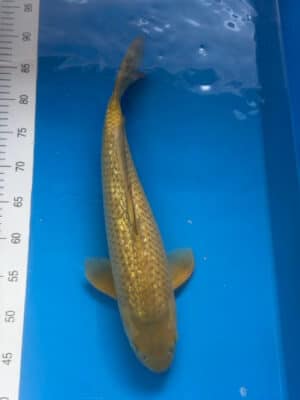 Japan Koi Ginrin Chagoi Lenz Koi