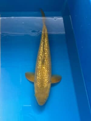 Japan Koi Ginrin Chagoi Lenz Koi