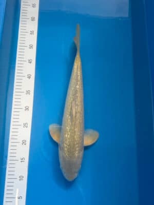 Japan Koi Ginrin Chagoi Lenz Koi