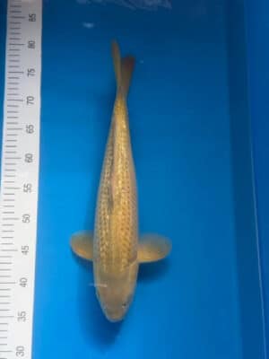 Japan Koi Ginrin Chagoi Lenz Koi