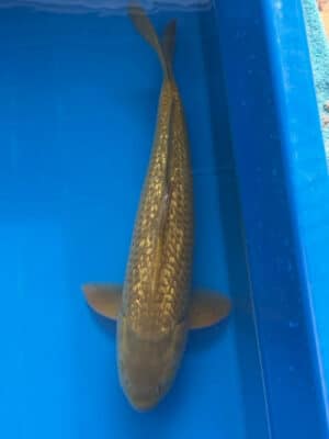 Japan Koi Ginrin Chagoi Lenz Koi