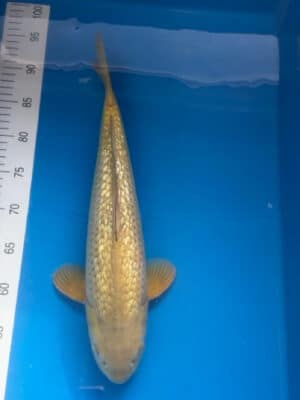 Japan Koi Ginrin Chagoi Lenz Koi