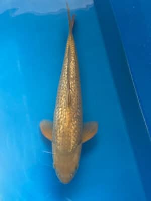 Japan Koi Ginrin Chagoi Lenz Koi