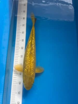 Japan Koi Ginrin Chagoi Lenz Koi