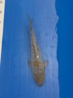 Japan Koi Kogane Ochiba Lenz Koi