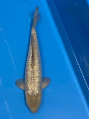 Japan Koi Kogane Lenz Koi