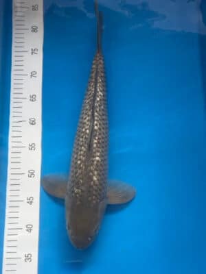 Japan Koi Ginrin Soragoi Lenz Koi