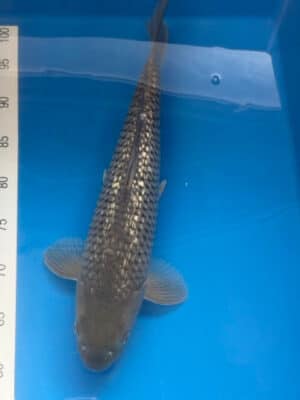 Japan Koi Ginrin Soragoi Lenz Koi