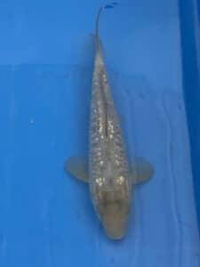 Japan Koi Kogane Ochiba Lenz Koi