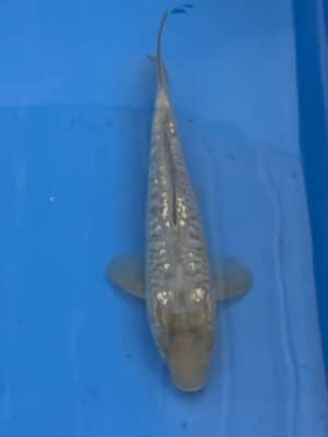 Japan Koi Kogane Ochiba Lenz Koi