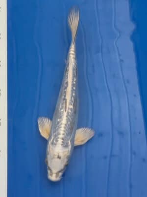 Japan Koi Kogane Ochiba Lenz Koi