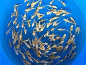 Japan Koi Yamabuki/ Ginrin Yamabuki Lenz Koi