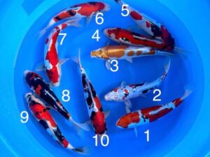 Japan Koi Doitsu Mix Lenz Koi