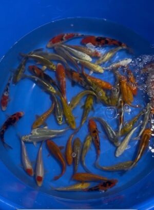 Japan Koi Maruhiro Tosai Mix Lenz Koi