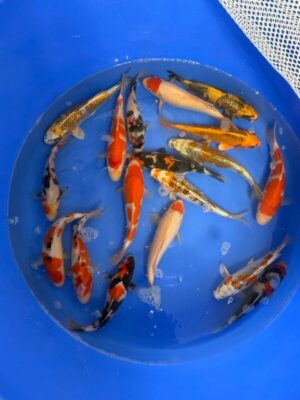Japan Koi Miyatora Tateshita Tosai Mix Lenz Koi
