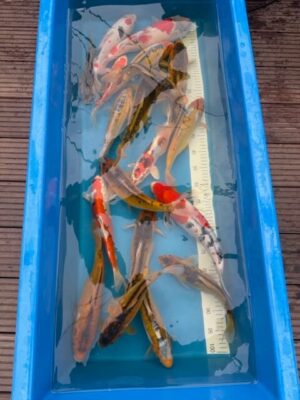 Angebot Shusui/ Midorigoi/ Heisei Nishiki/ Ginrin Sanke/ Sanke/ Showa Lenz Koi Japan Koi Koi Deals