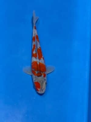 Japan Koi Goshiki Lenz Koi