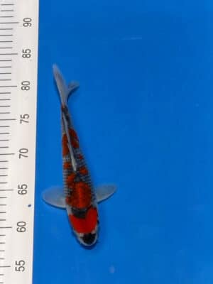 Japan Koi Goshiki Lenz Koi