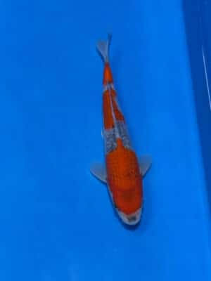 Japan Koi Goshiki Lenz Koi