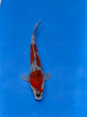 Japan Koi Goshiki Lenz Koi