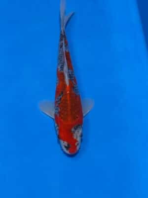 Japan Koi Goshiki Lenz Koi
