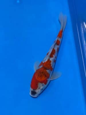 Japan Koi Goshiki Lenz Koi