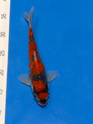 Japan Koi Goshiki Lenz Koi