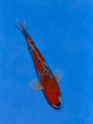Japan Koi Goshiki Lenz Koi