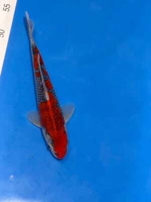 Japan Koi Goshiki Lenz Koi