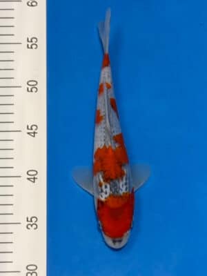 Japan Koi Goshiki Lenz Koi