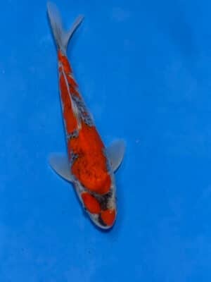 Japan Koi Goshiki Lenz Koi