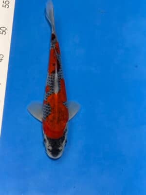 Japan Koi Goshiki Lenz Koi