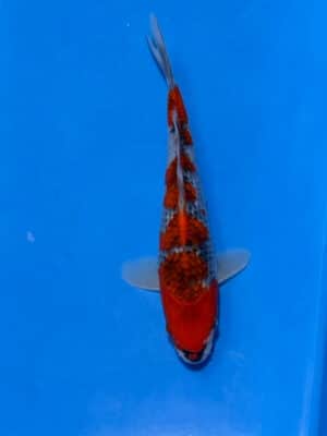 Japan Koi Goshiki Lenz Koi