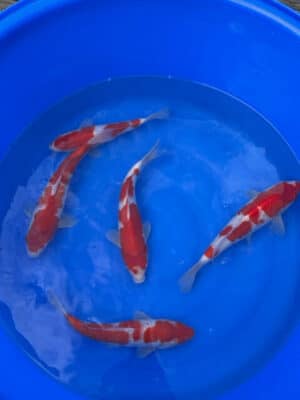 Japan Koi Jumbo Tosai Kohaku Lenz Koi
